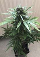 Flash Seeds Bubble Crack - ein Foto von oldBudgold