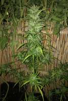 Flash Seeds Super Blueberry Haze - ein Foto von oldBudgold