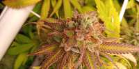 Flavour Chasers Zkittlez Glue - ein Foto von Tmoneyg