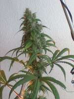 Bild von nygrr (Blueberry Skunk)