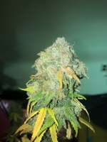 Bild von FeralRidge (Blueberry Skunk)