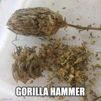 Freak Genetics Gorilla Hammer - ein Foto von PlumberSoCal