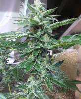 Fresh Coast Seed Company Butter Face - ein Foto von JusticeB