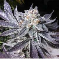 Fresh Coast Seed Company Lemon Butter - ein Foto von JusticeB