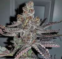 Fresh Coast Seed Company Truphle Butter - ein Foto von JusticeB