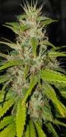 G13 Labs Blue OG - ein Foto von Dread