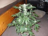 G13 Labs Cheese - ein Foto von GustavTheGreen