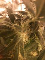 Bild von drsizzurp69 (Pineapple Express)