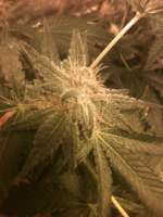 Bild von drsizzurp69 (Pineapple Express)