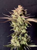 GK Genetics Black Abyss - ein Foto von phylexmarks