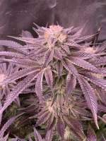 Gage Green Genetics Syncretism No 1 - ein Foto von CptSheba