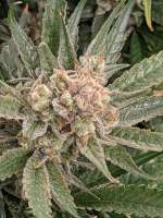 Bild von Livewire (Kush n Cookies CBD)