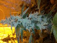 Garden of Green Larry’s Lemon OG - ein Foto von greenspiritz