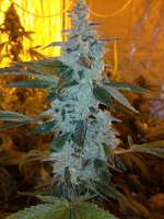 Garden of Green Larry’s Lemon OG - ein Foto von greenspiritz