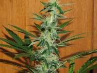 Gea Seeds Black Kush 98 - ein Foto von AKAMIHEL