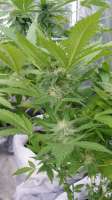 Bild von Indic0ne (Black Kush 98)