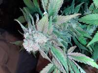 Gea Seeds Bubble Fruit - ein Foto von Mountainheroes