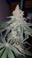 GeneSeeds Bank Harley Qinn - ein Foto von Goboafan