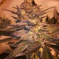 Gonzo Seeds Purple Slush - ein Foto von Gonzoseeds