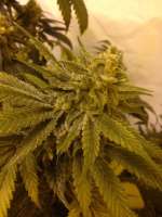 Gonzo Seeds Sweet Potato - ein Foto von Gonzoseeds