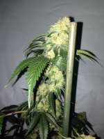 Gonzo Seeds White Narco - ein Foto von Gonzoseeds