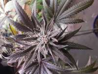 Gooey Breeder Seeds Pure Gooey - ein Foto von Gooeybush