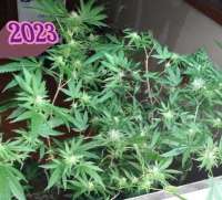 Gooey Breeder Seeds Pure Gooey - ein Foto von Gooeybush