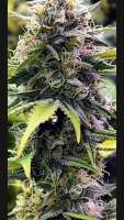 Goonie Genetics Randy Candy - ein Foto von GoonieGenetics