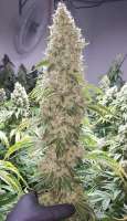 Grandmas Genetics Banana Crush - ein Foto von Alexterminateur