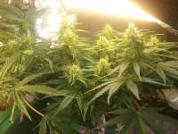 GreenLabel Seeds Automatic Amnesia - ein Foto von Guyzor94