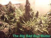 GreenLabel Seeds Automatic Mega Bud - ein Foto von Schatenstein