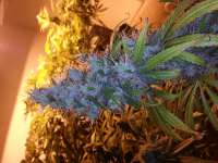 GreenMan Organic Seeds Metal Malawi - ein Foto von GreenManOrganics