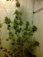 Bild von admin (Arjans Strawberry Haze)