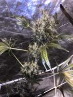 Bild von Majeskul (Arjans Strawberry Haze)