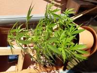 Bild von swissfarmer (Auto Jack Herer)