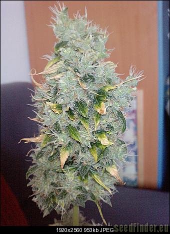 Green House Seeds Big Bang Autoflowering