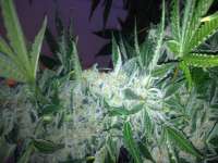 Bild von Carlokro (Big Bang Autoflowering)