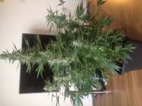 Bild von Carlokro (Big Bang Autoflowering)