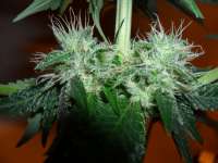 Bild von BuDDust (Bubba Kush)