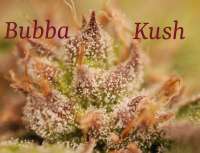 Green House Seeds Bubba Kush - ein Foto von hankpankwank