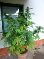 Green House Seeds Cheese - ein Foto von Bluefox