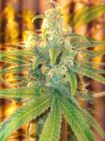 Green House Seeds Damn Sour - ein Foto von FragKush