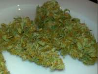 Bild von SativaFred (Damn Sour)