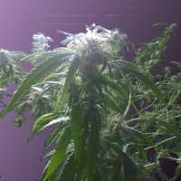 Green House Seeds Diamond Girl - ein Foto von AK47u