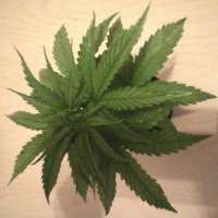 Green House Seeds Diamond Girl - ein Foto von AK47u