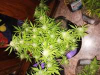 Green House Seeds Franco's Lemon Cheese - ein Foto von Revel18