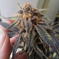 Bild von DieselyDank (Jack Herer)