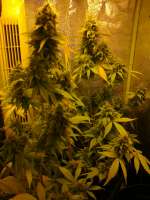 Bild von hemp47 (Jack Herer)