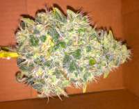 Bild von buddahtime (Jack Herer)