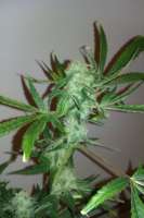 Bild von tezis666 (Jack Herer)